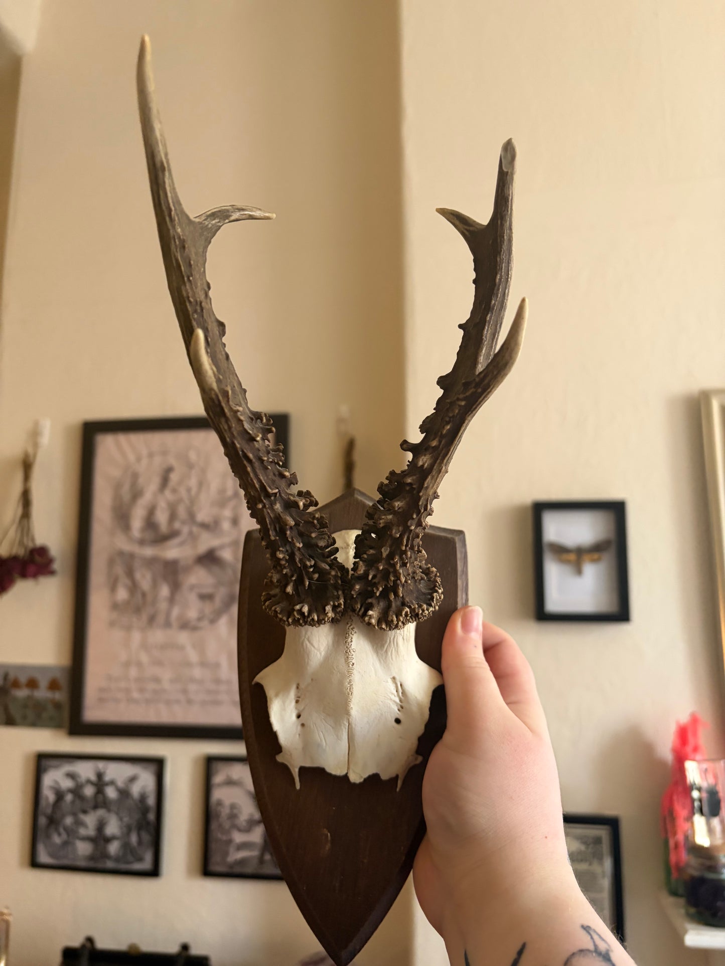 Deer skull cap on wooden shield