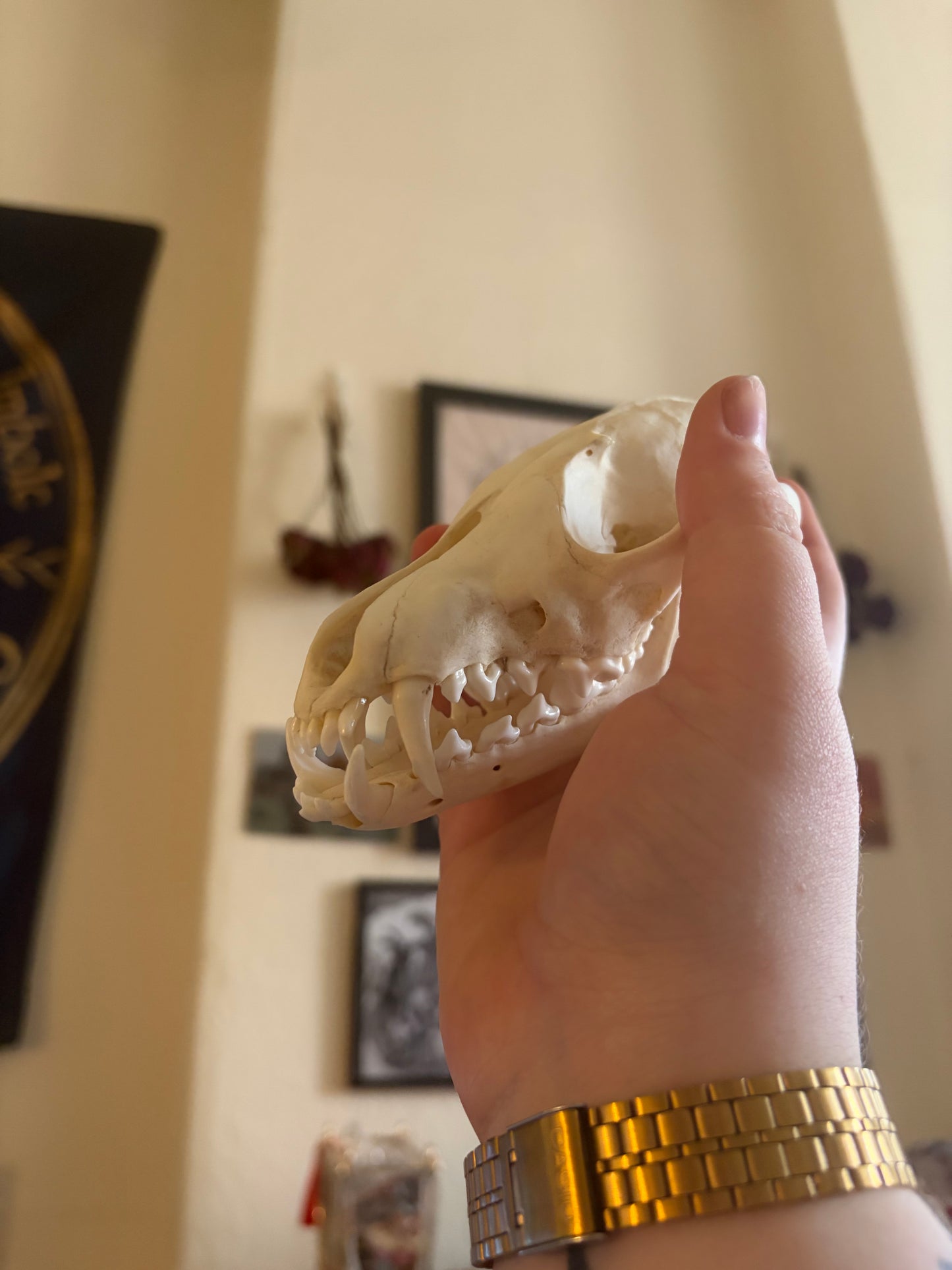 Fox skull