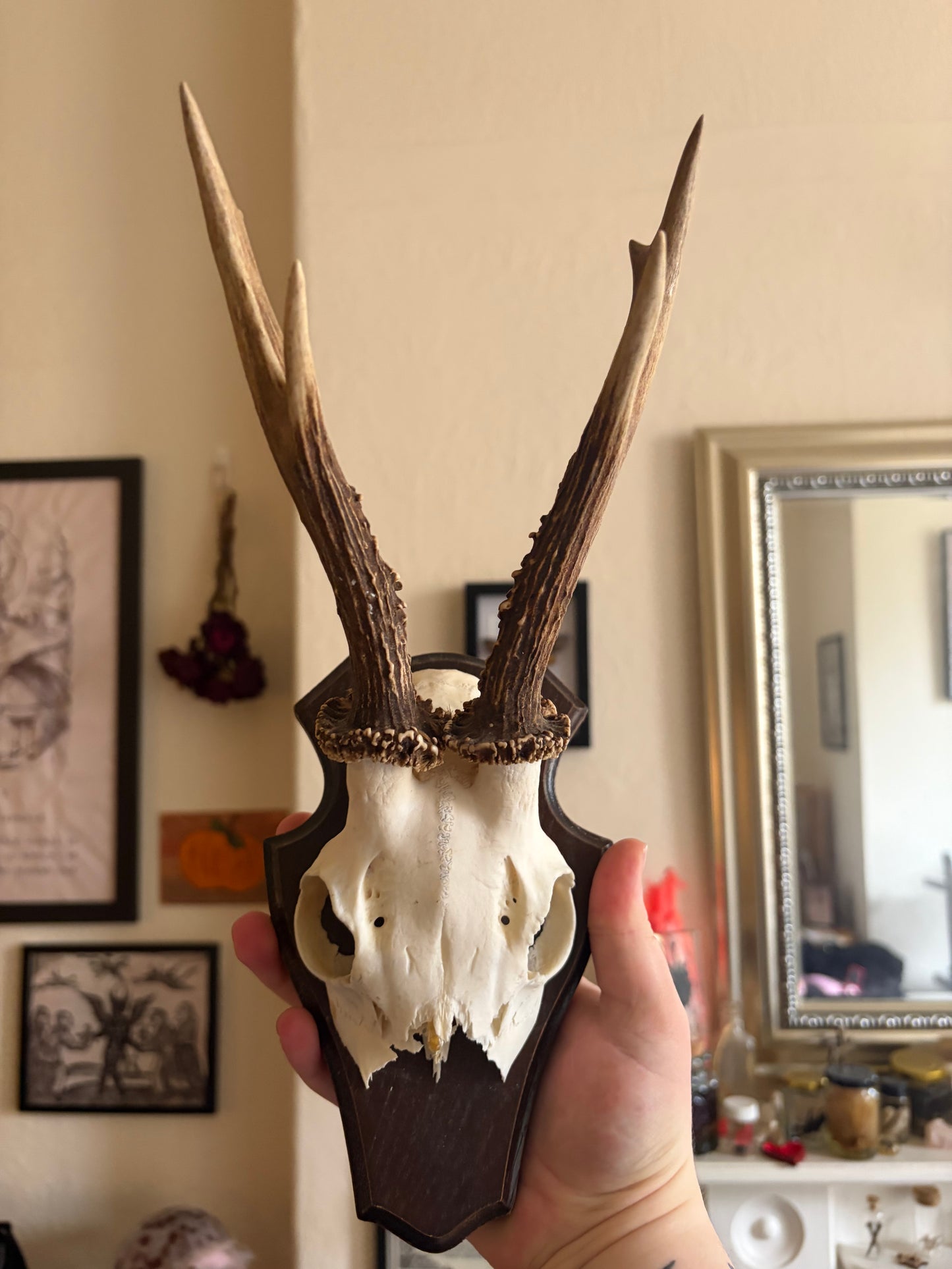 Deer skull cap on wooden shield