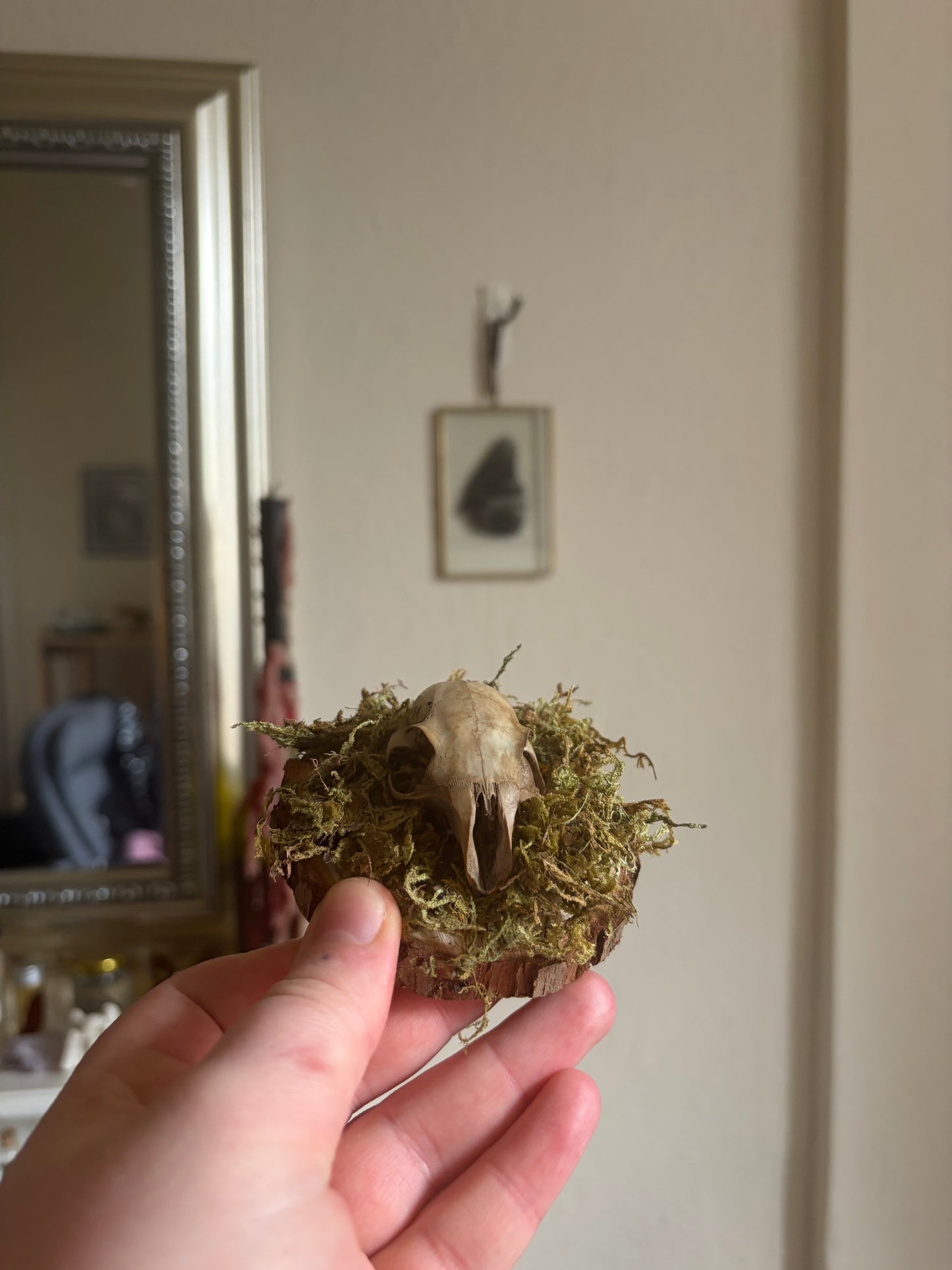 Rabbit skull curio