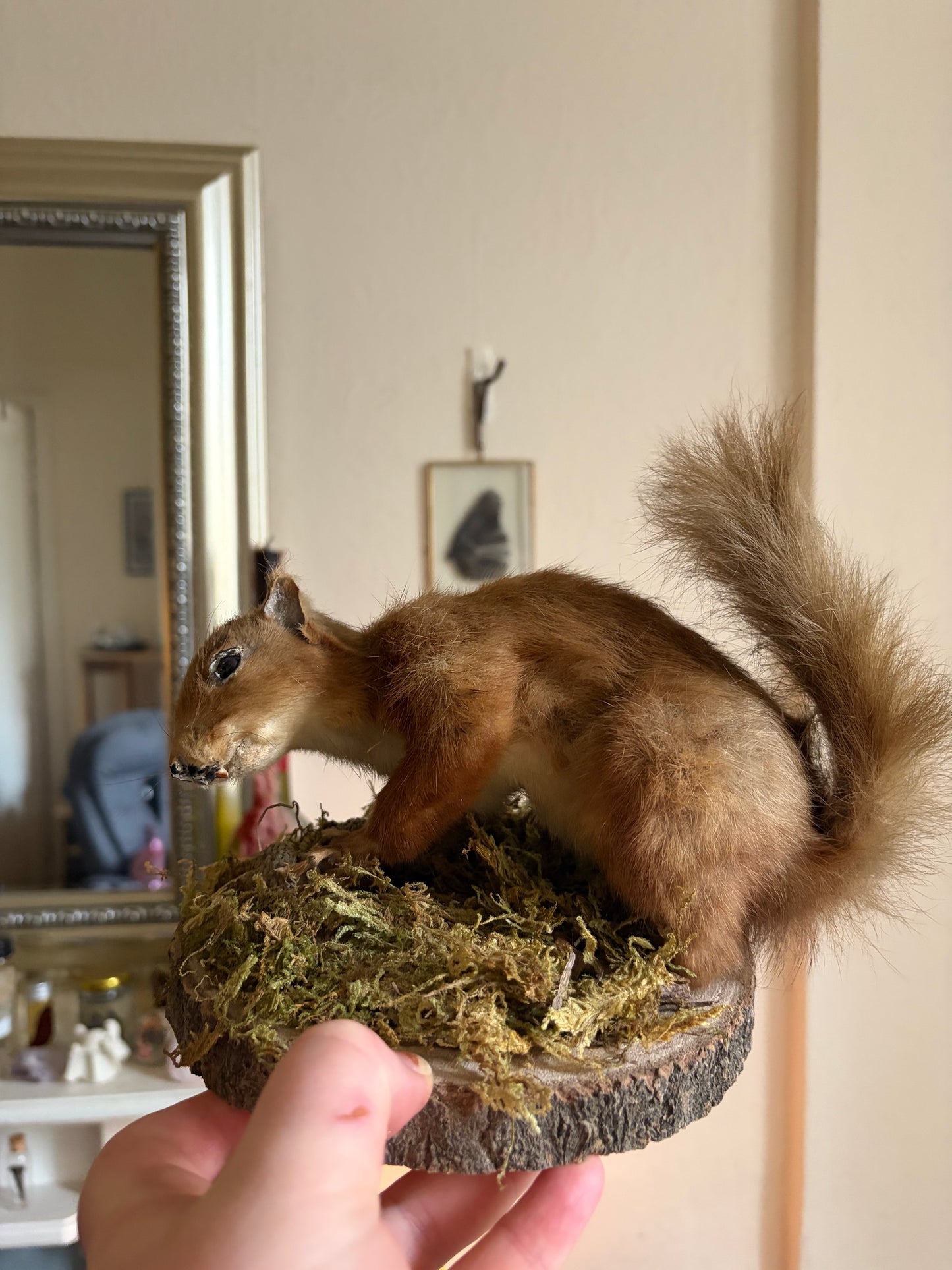 Taxidermy antique red squirrel