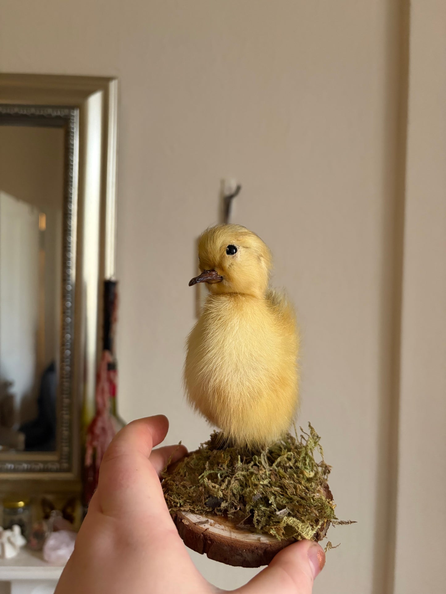 Taxidermy duckling (yellow)