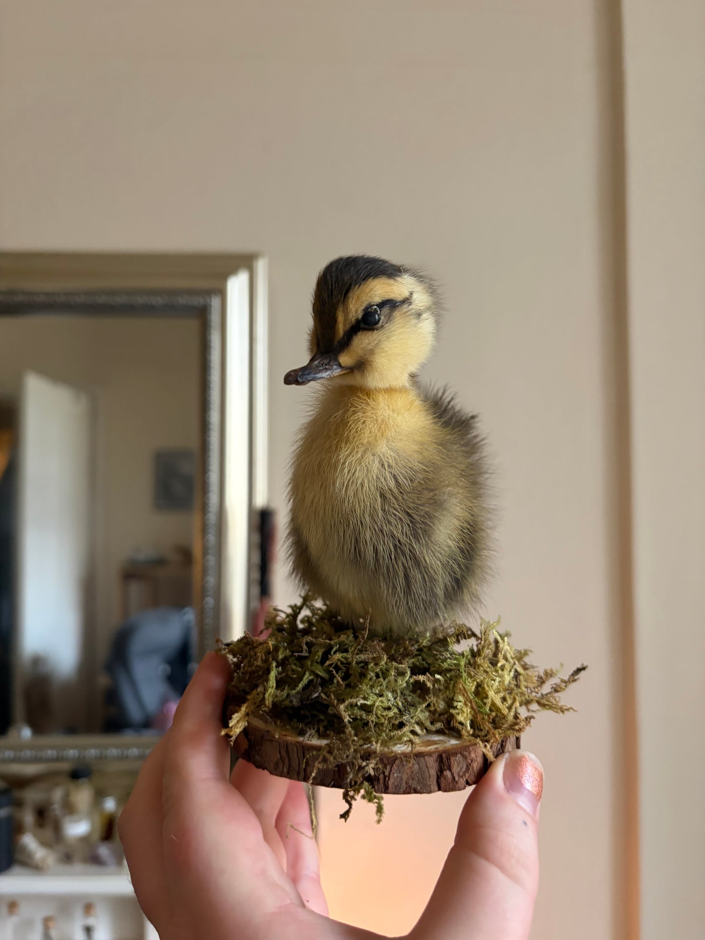Taxidermy duckling