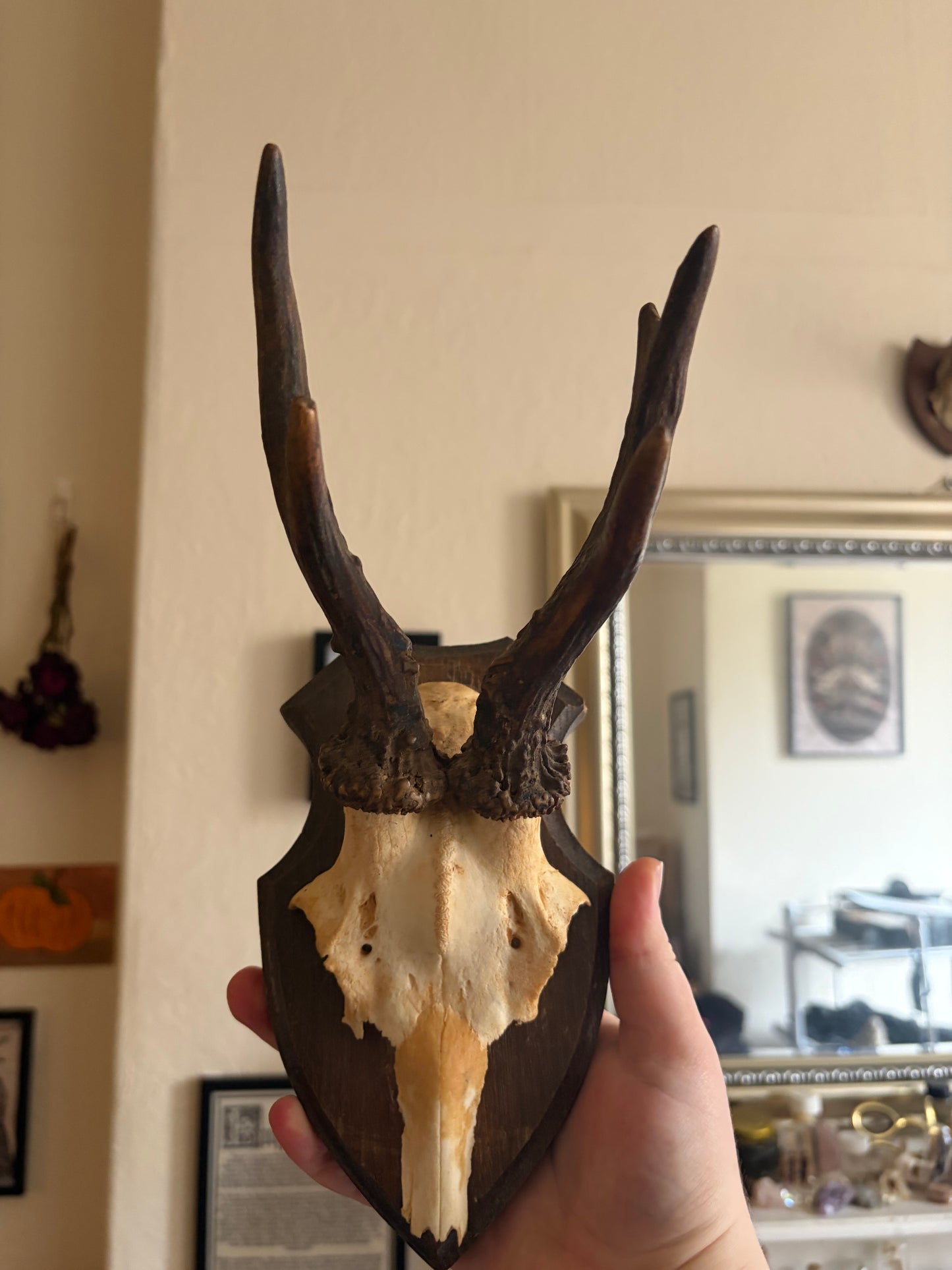 Deer skull cap on wooden shield