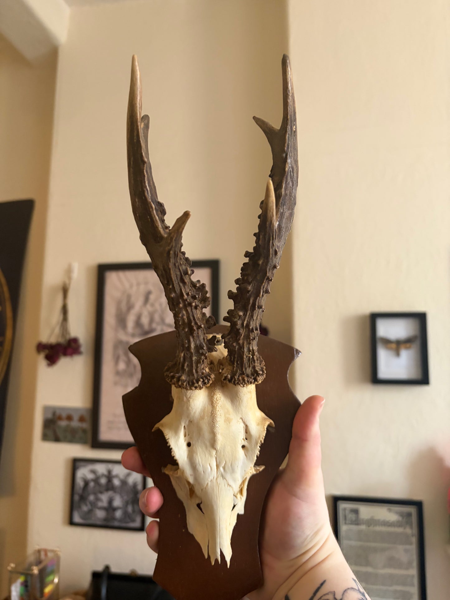 Deer skull cap on wooden shield
