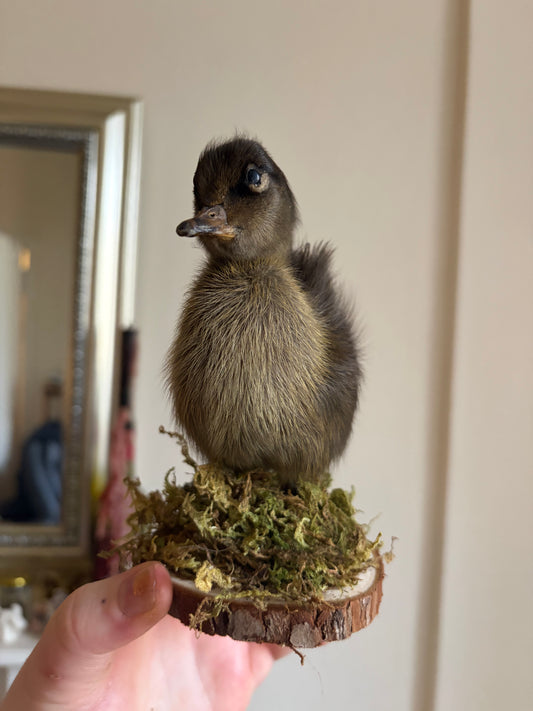 Taxidermy duckling (brown)