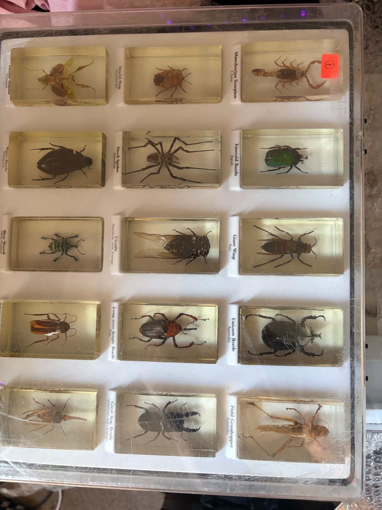 Blind date with a bug!