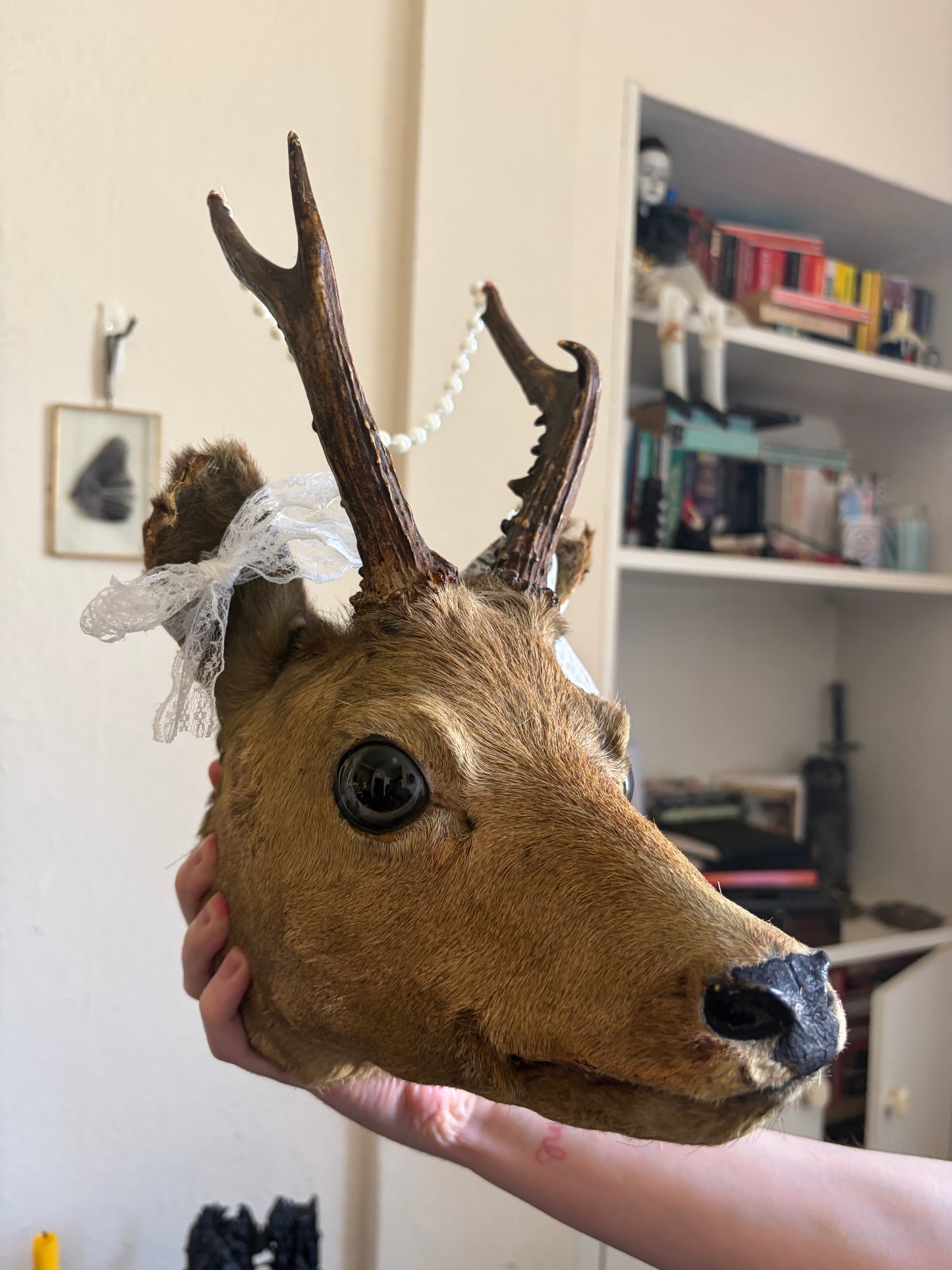 Taxidermy deer - UK only