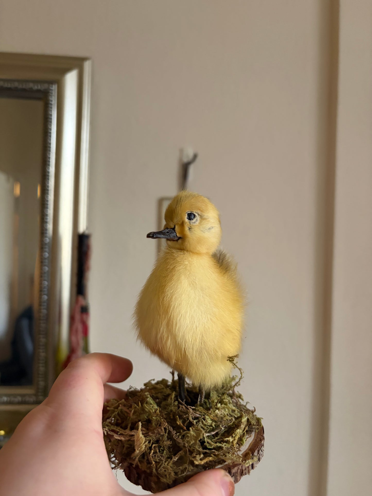 Taxidermy duckling (yellow)