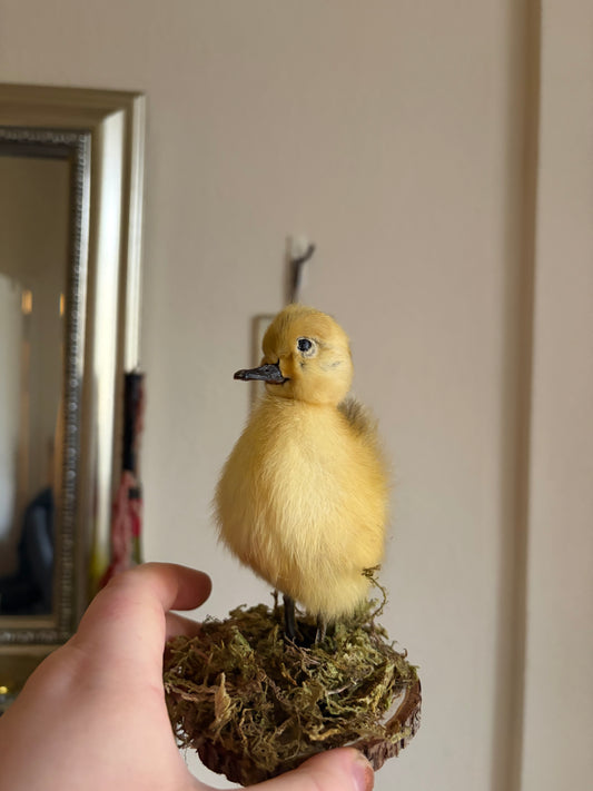Taxidermy duckling (yellow)