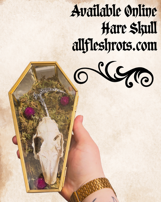 Hare Skull in Glass Coffin with Scythe