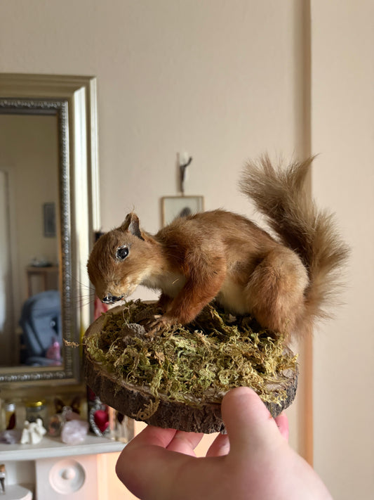 Taxidermy antique red squirrel