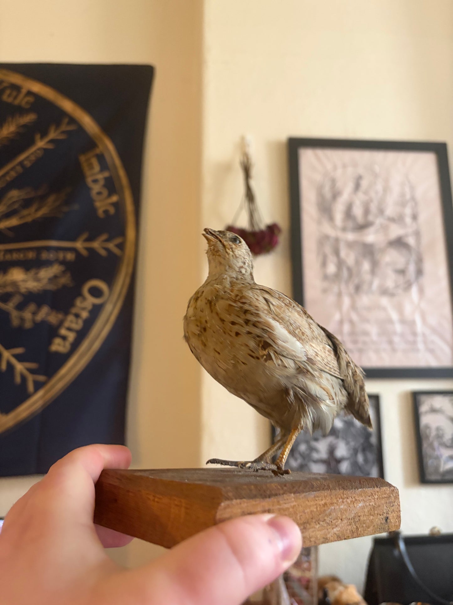 Taxidermy quail