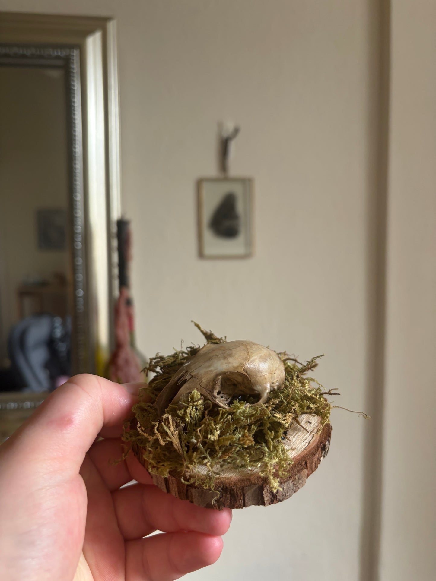 Rabbit skull curio