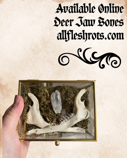 Deer Jaw Bone and Clear Quartz Decor Box