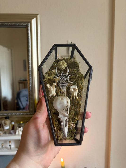 Crow skull coffin decor box