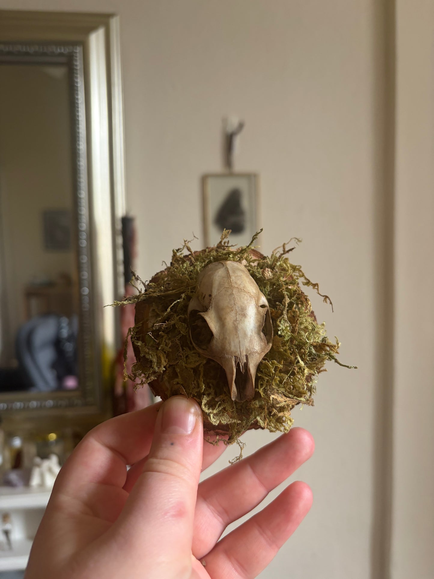 Rabbit skull curio
