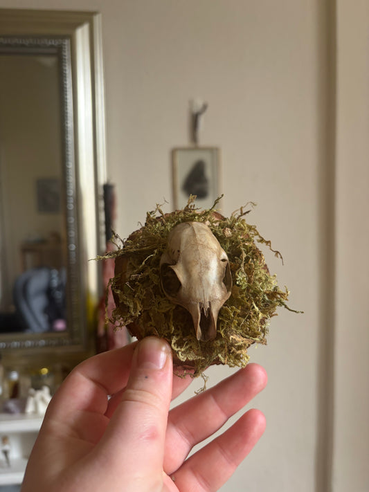 Rabbit skull curio