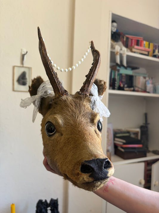 Taxidermy deer - UK only