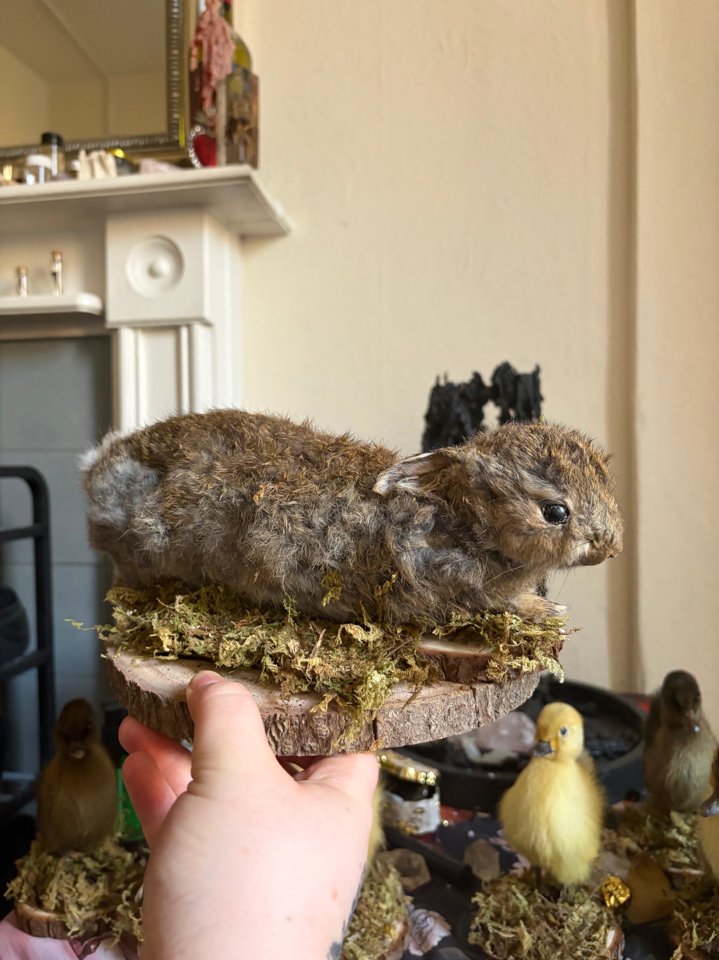 Taxidermy wild rabbit
