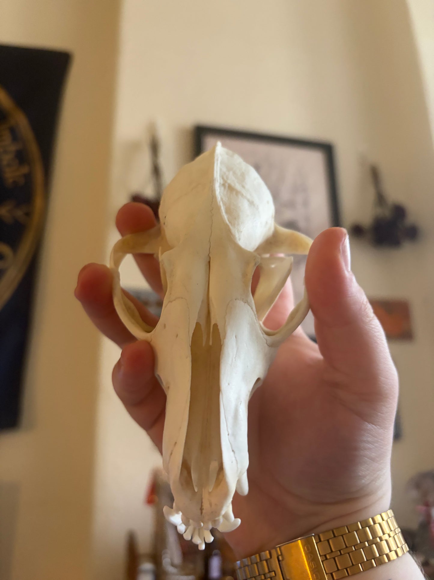 Fox skull