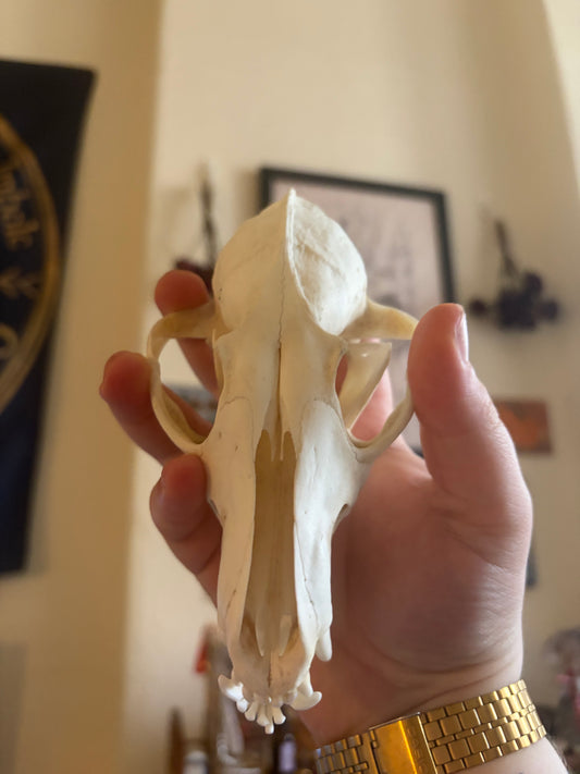 Fox skull