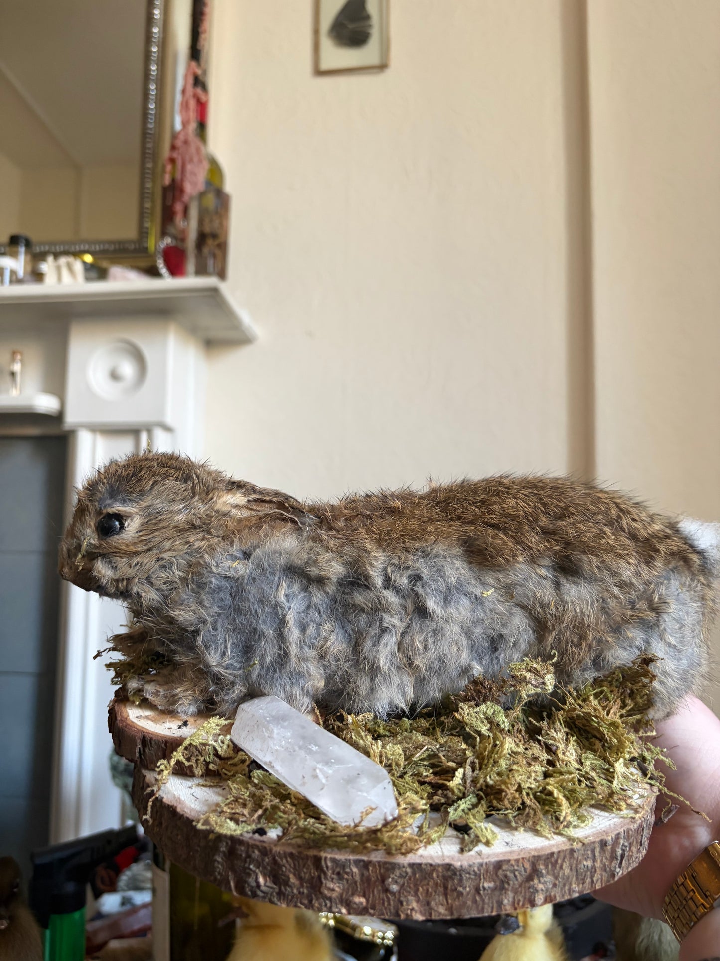 Taxidermy wild rabbit