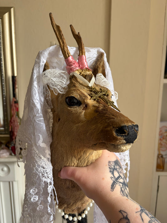 Taxidermy Deer - UK only