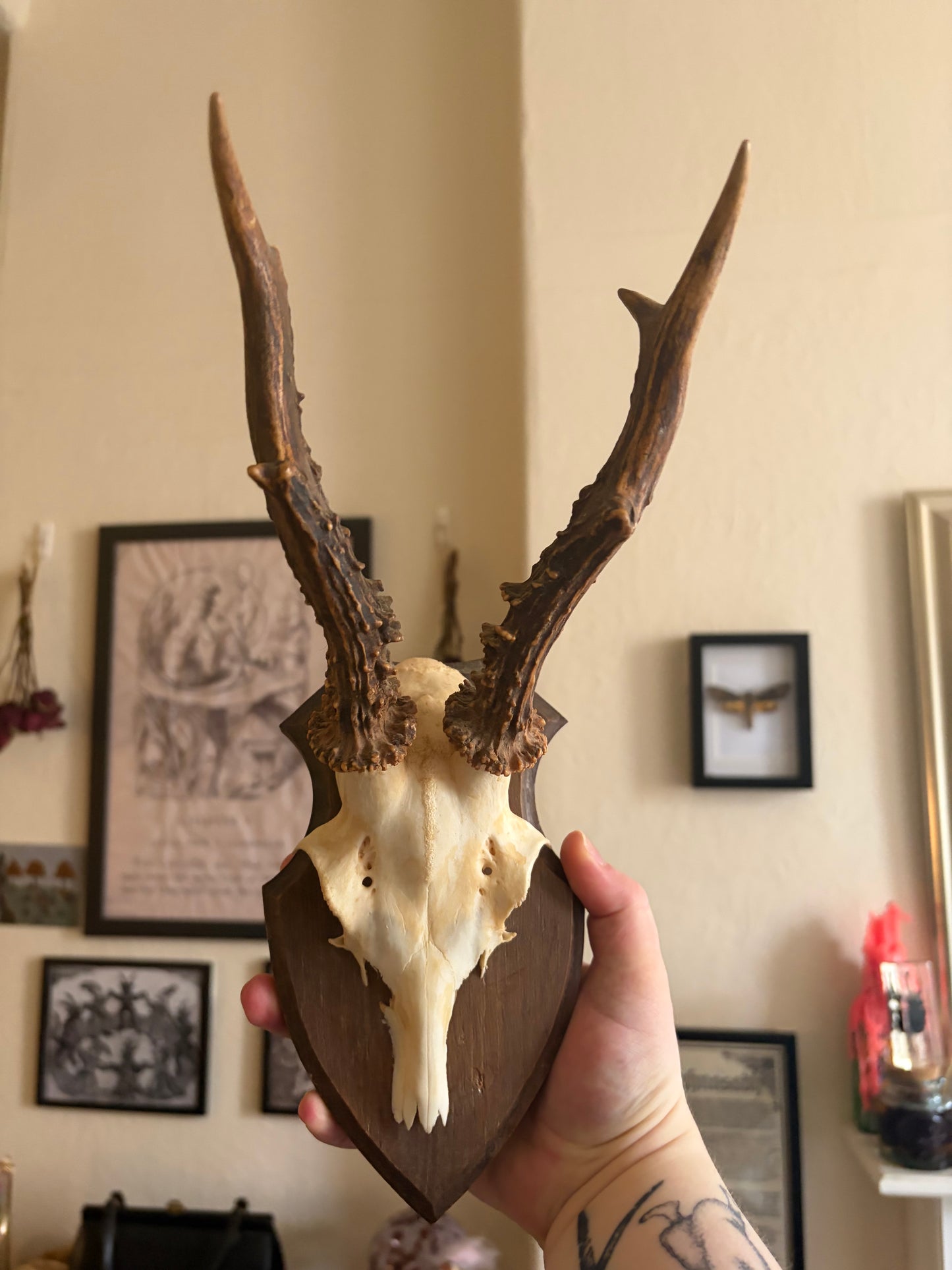 Deer skull cap on wooden shield