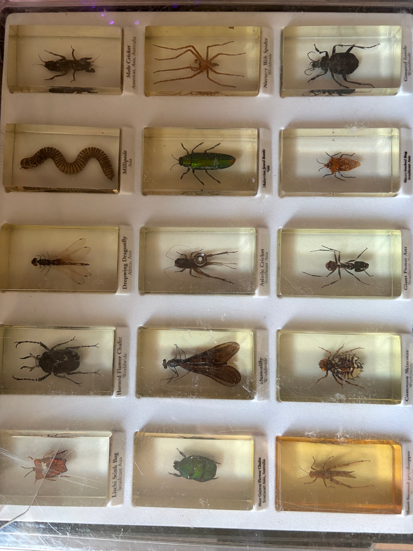 Blind date with a bug!