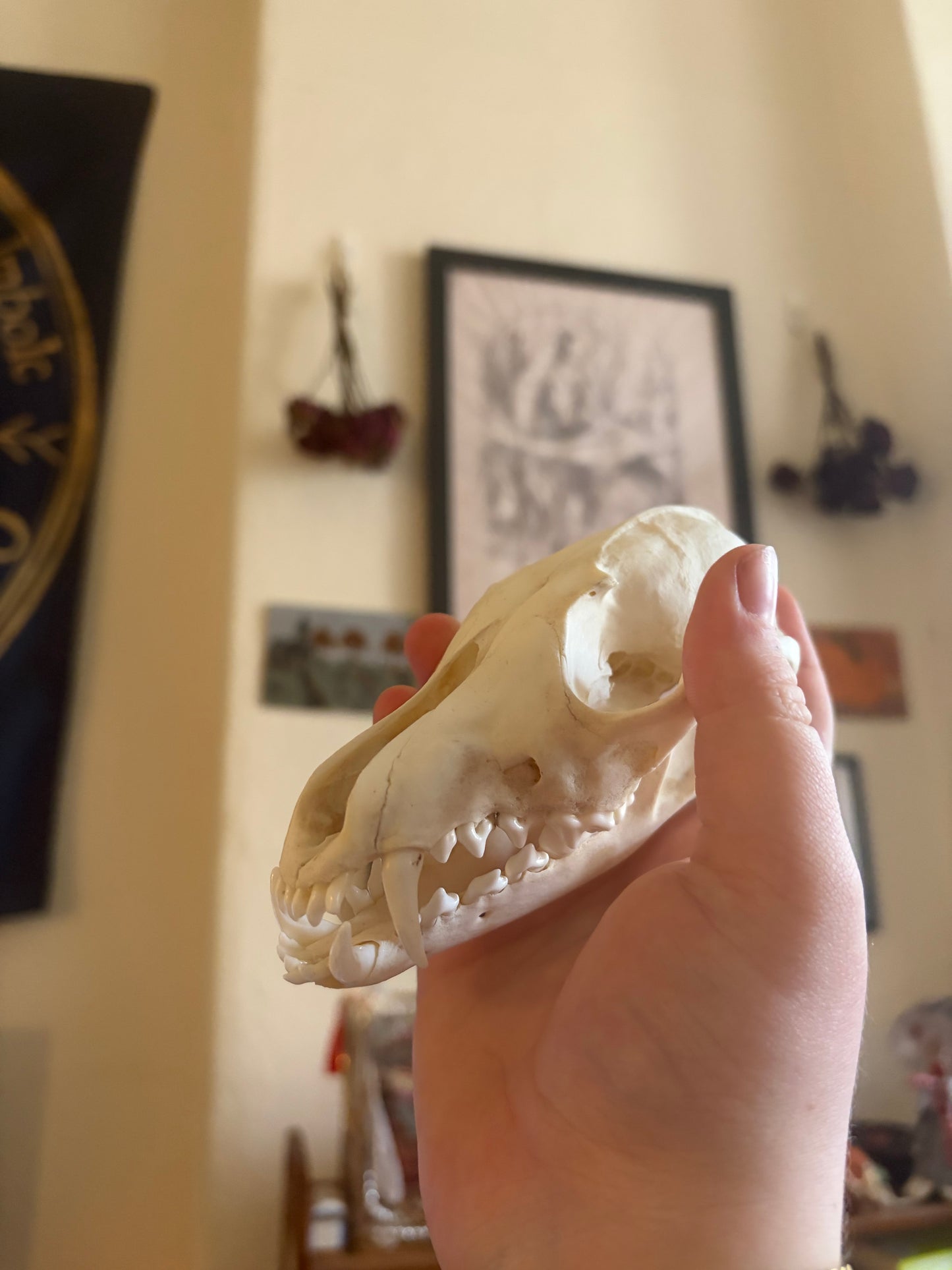 Fox skull