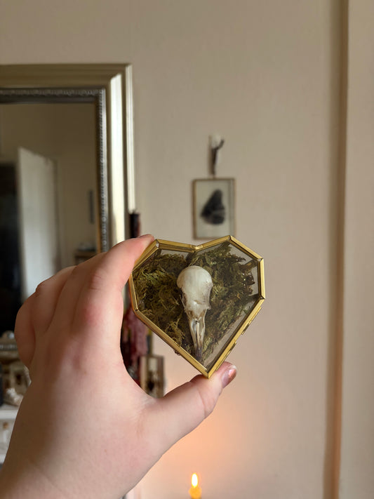 Pigeon skull in heart shaped box