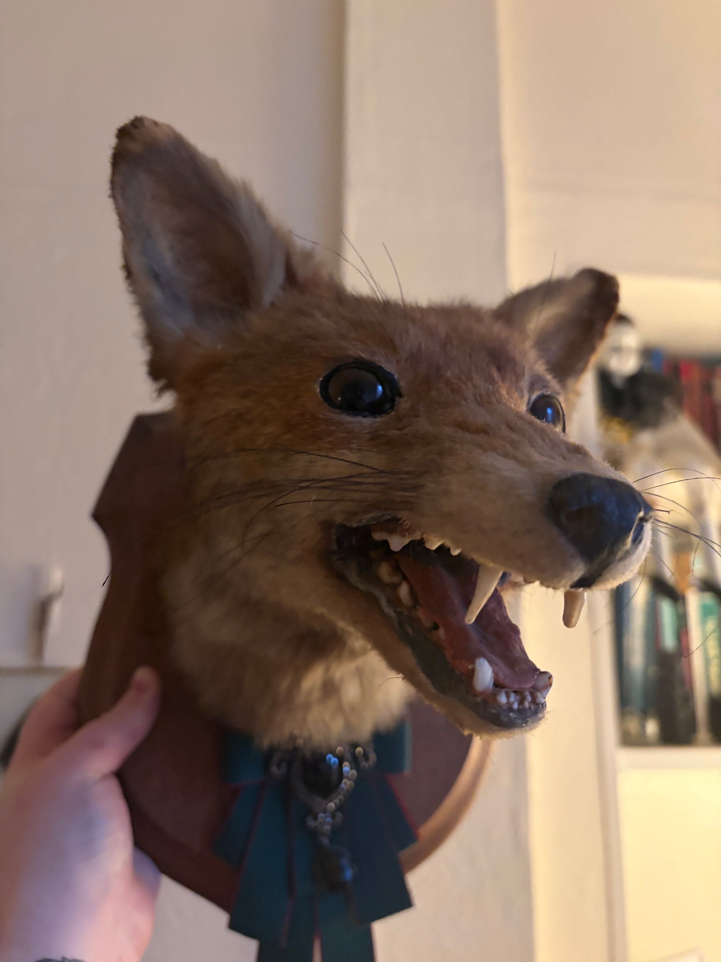 Fox trophy style mount