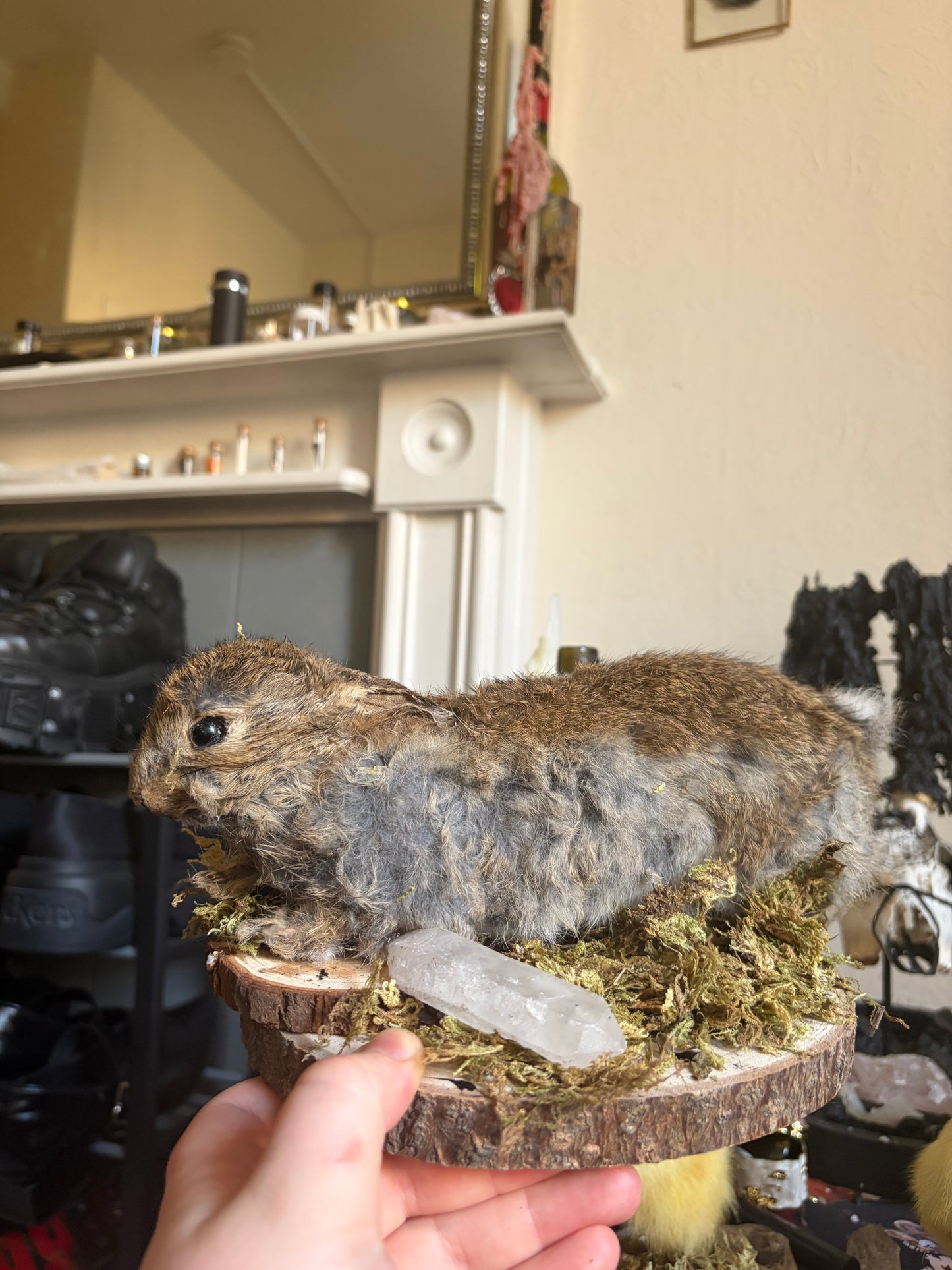 Taxidermy wild rabbit