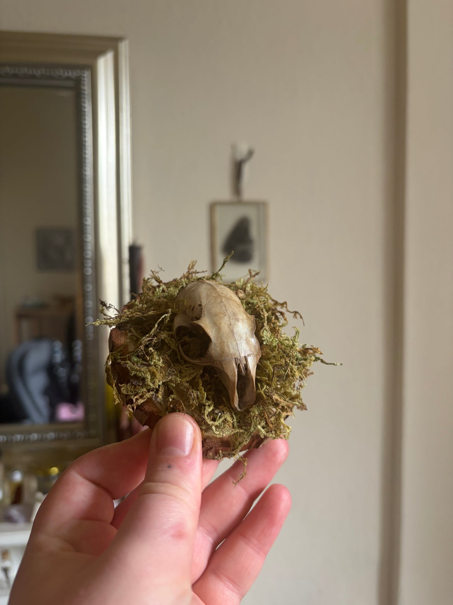 Rabbit skull curio