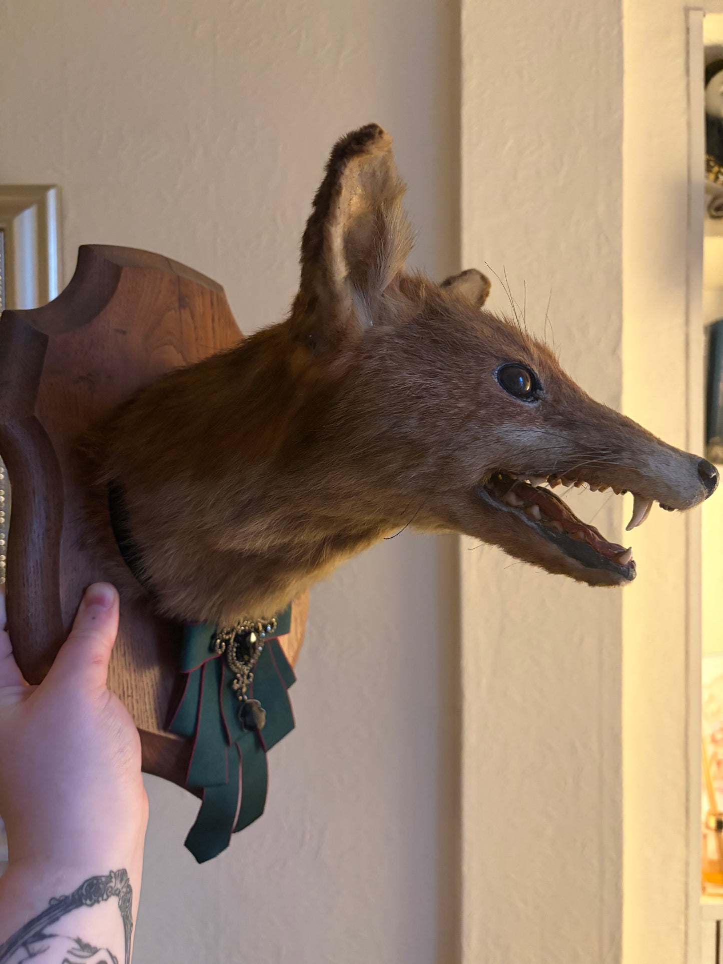 Fox trophy style mount