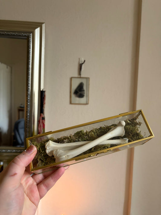 Fox leg bone decor box