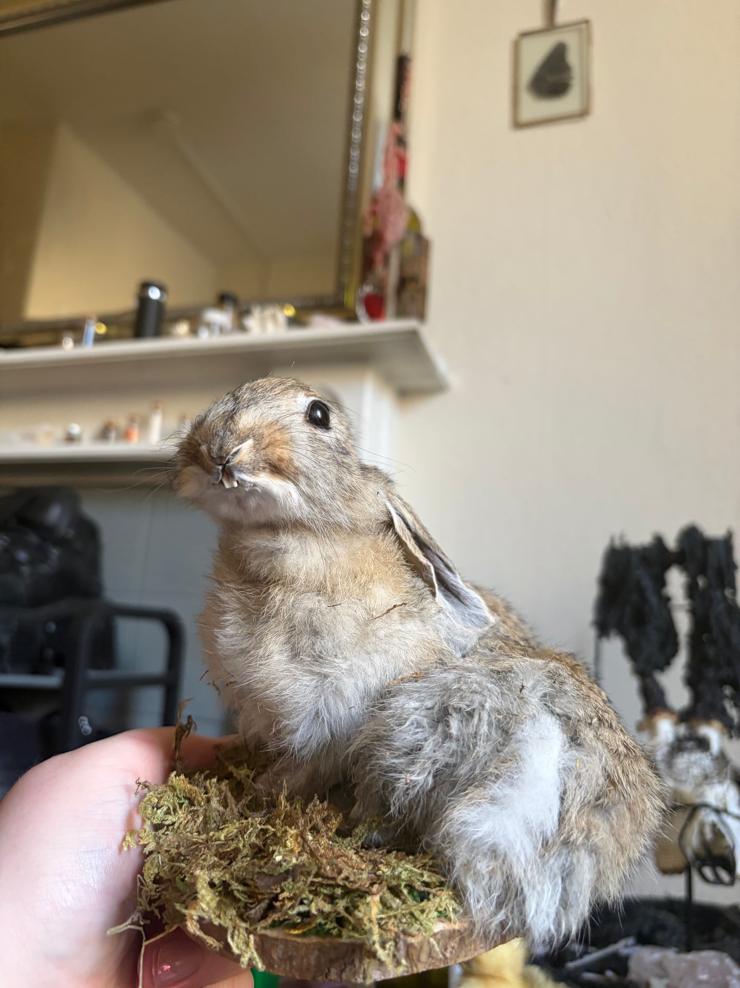 Taxidermy wild rabbit
