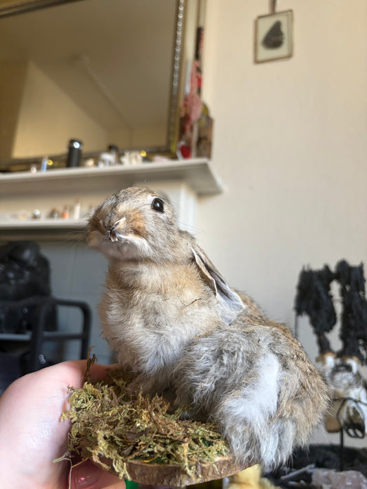 Taxidermy wild rabbit