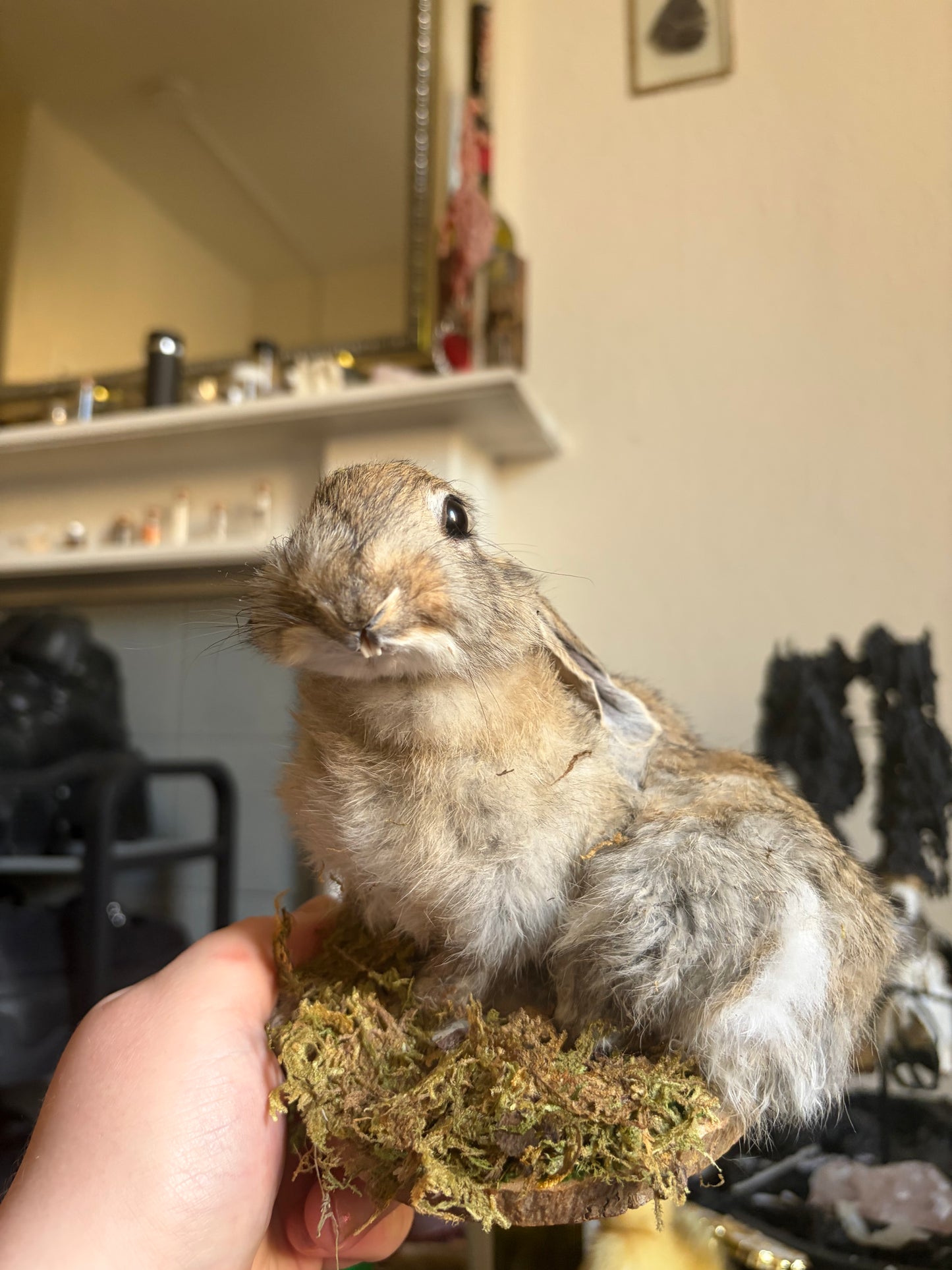 Taxidermy wild rabbit