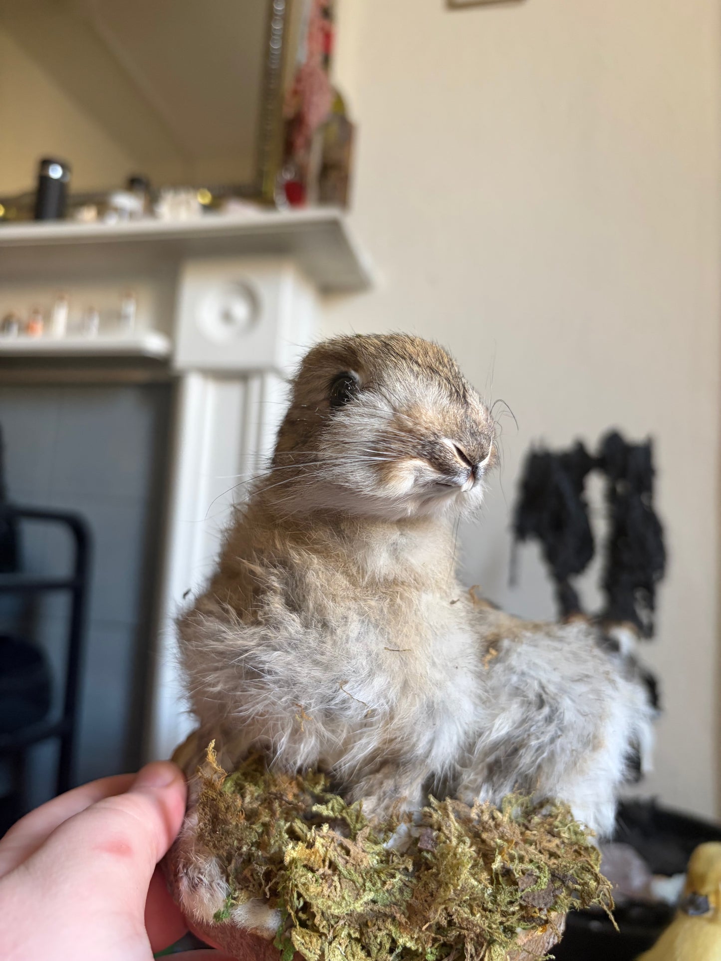 Taxidermy wild rabbit